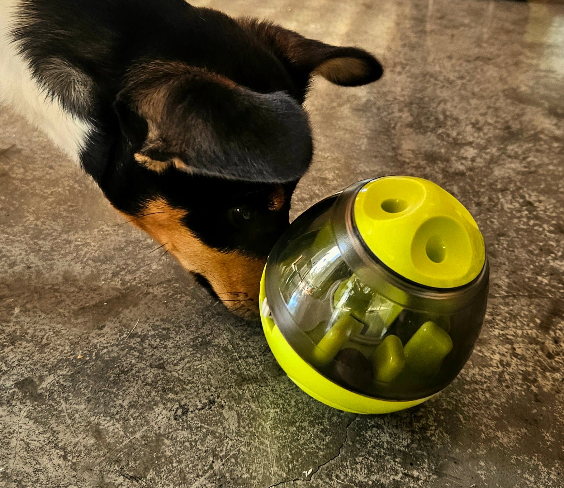 BusyPup Enrichment Puzzle Ball