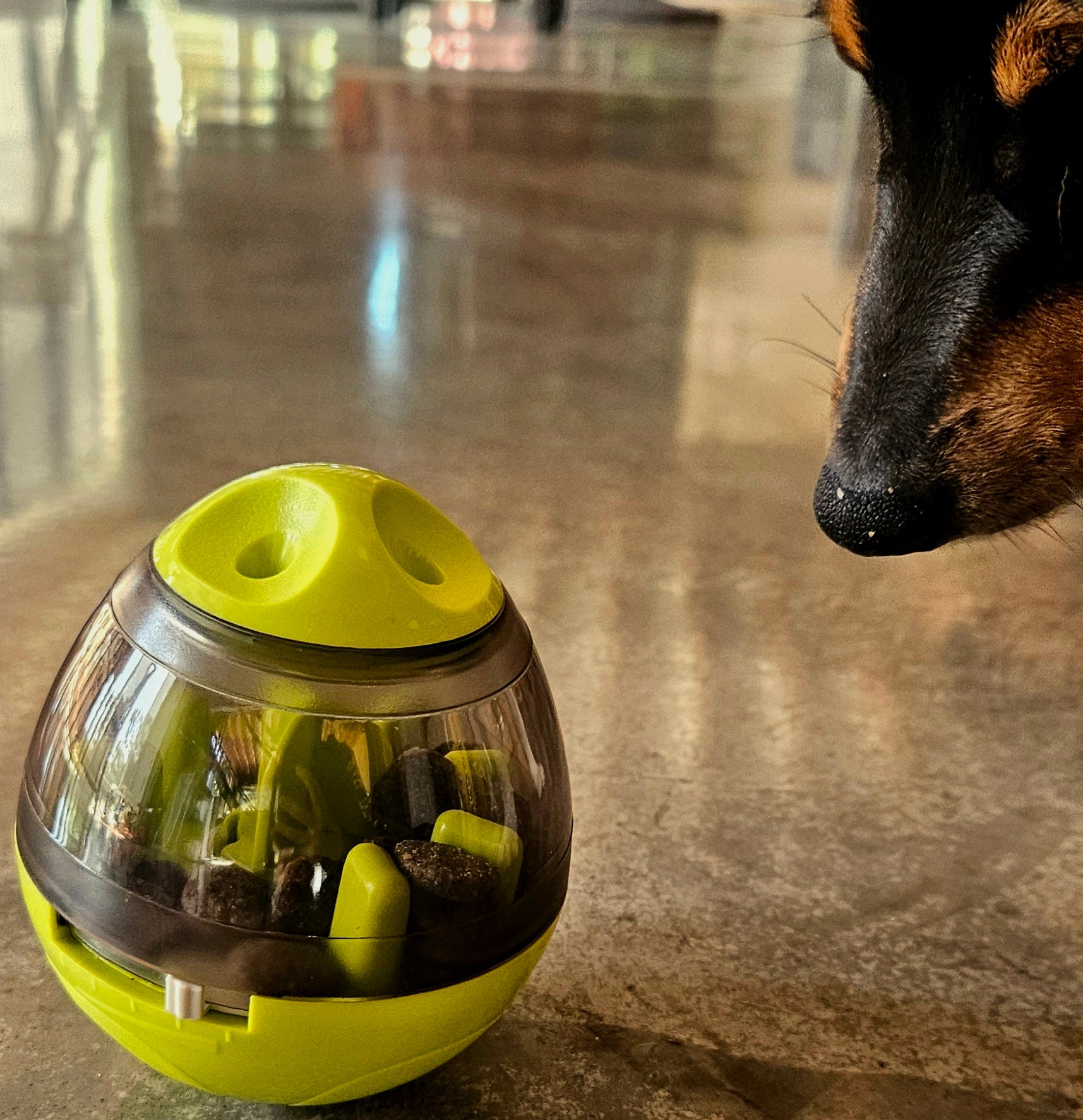 BusyPup Enrichment Puzzle Ball