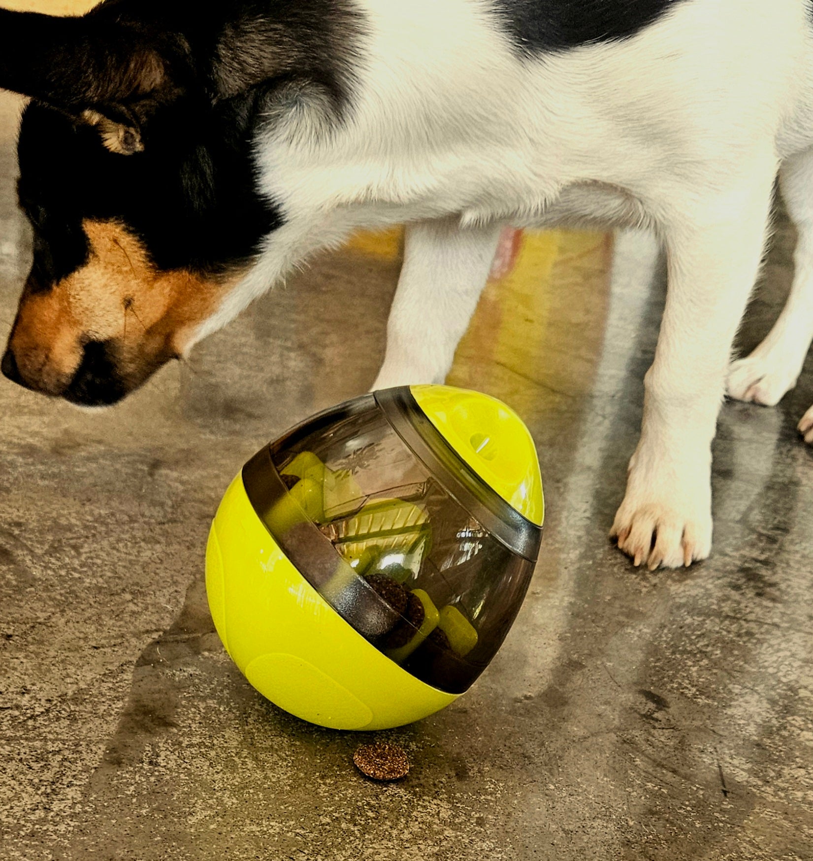 BusyPup Enrichment Puzzle Ball